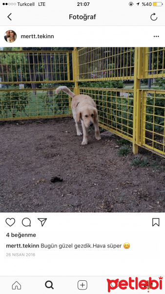 Golden Retriever, Köpek  Thor fotoğrafı