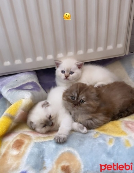 British Shorthair, Kedi  Yavru Kedilerimi Sahiplendiriyorum fotoğrafı