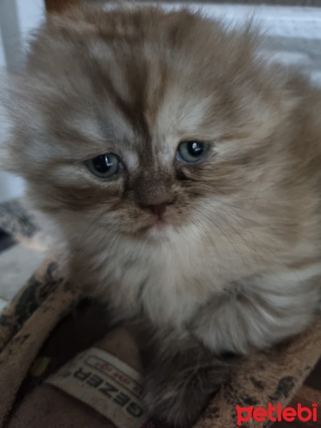 British Shorthair, Kedi  Yavru Kedilerimi Sahiplendiriyorum fotoğrafı