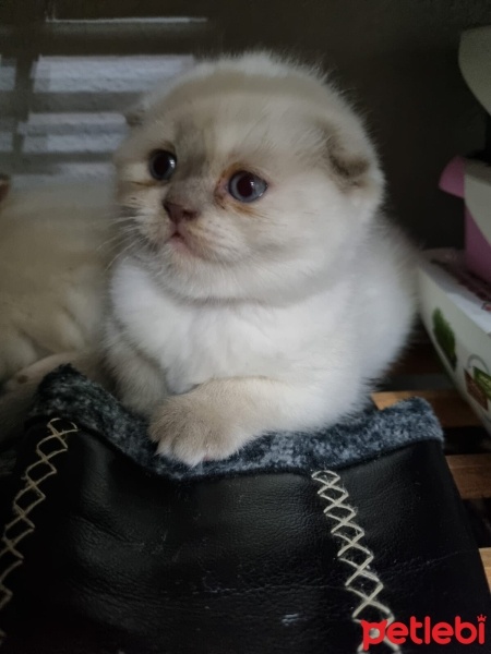 British Shorthair, Kedi  Yavru Kedilerimi Sahiplendiriyorum fotoğrafı