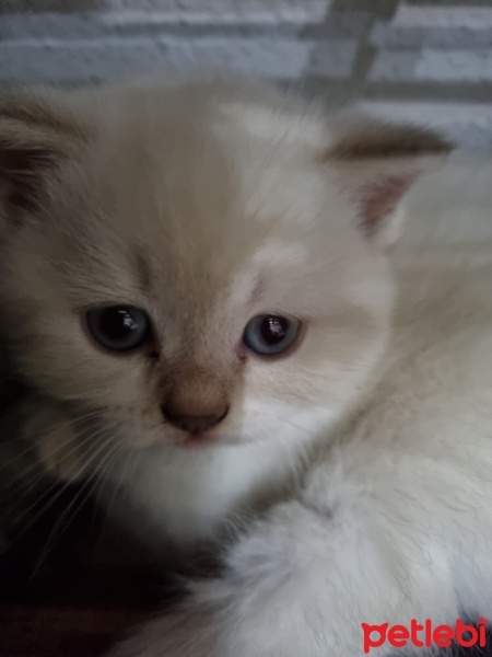 British Shorthair, Kedi  Yavru Kedilerimi Sahiplendiriyorum fotoğrafı