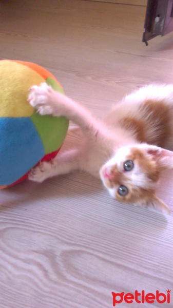 Tekir Kedi, Kedi  pussy fotoğrafı