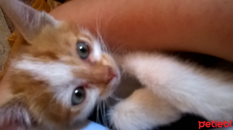 Tekir Kedi, Kedi  pussy fotoğrafı