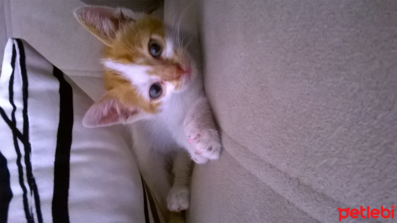 Tekir Kedi, Kedi  pussy fotoğrafı