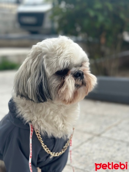 Shih Tzu, Köpek  Odinbeyy fotoğrafı