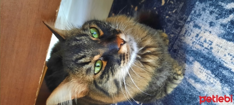 Chinchilla, Kedi  Mia fotoğrafı