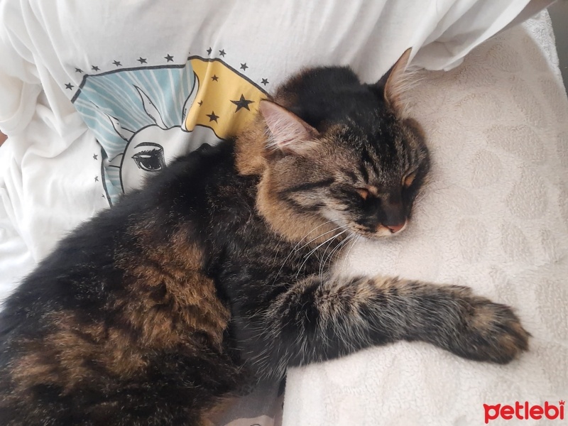 Chinchilla, Kedi  Mia fotoğrafı