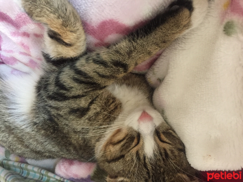 Japon Bobtail, Kedi  Pırlanta fotoğrafı