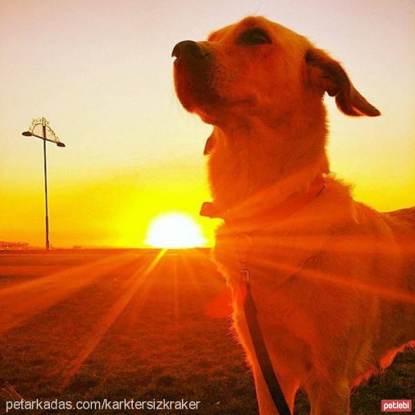 Golden Retriever, Köpek  Tütün fotoğrafı