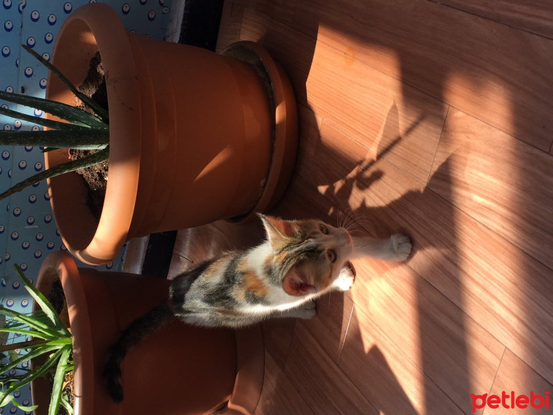 Soke, Kedi  Lexa 2 Aylik, Çorum fotoğrafı