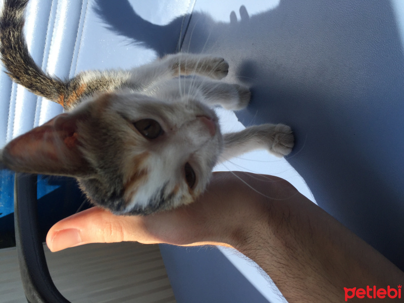 Soke, Kedi  Lexa 2 Aylik, Çorum fotoğrafı