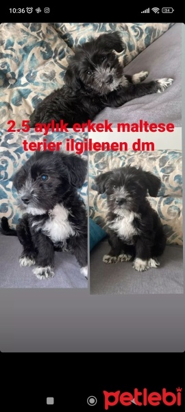 Maltese, Köpek  Adı yok fotoğrafı