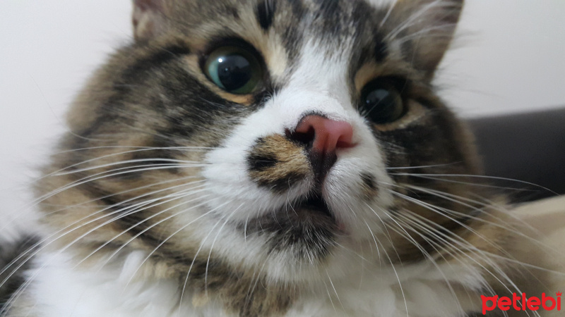 Tekir Kedi, Kedi  Azer Tontişim fotoğrafı