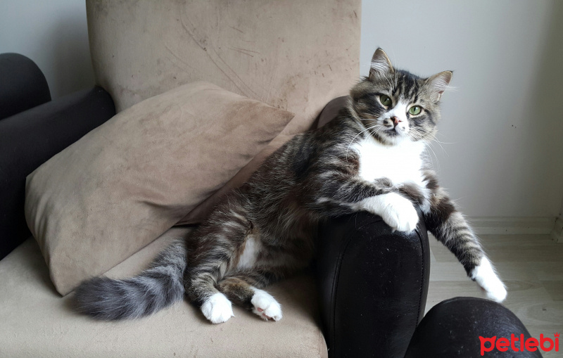 Tekir Kedi, Kedi  Azer Tontişim fotoğrafı