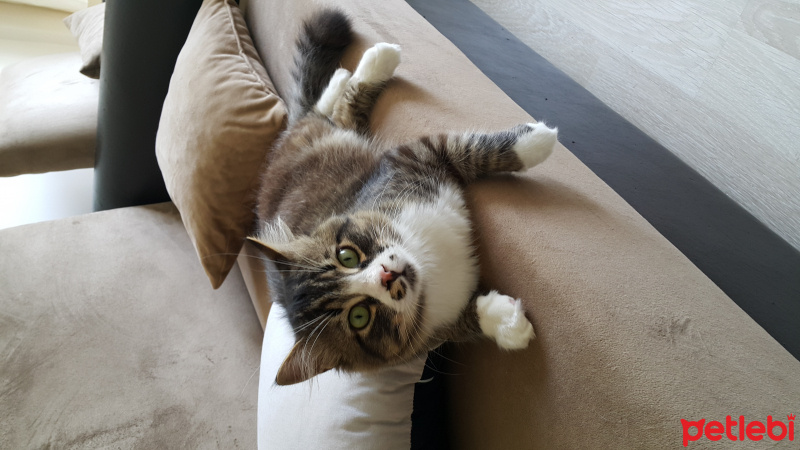Tekir Kedi, Kedi  Azer Tontişim fotoğrafı