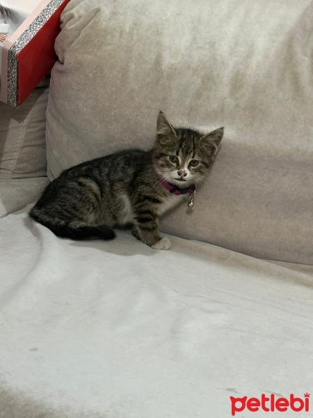 Tekir Kedi, Kedi  Bihter fotoğrafı