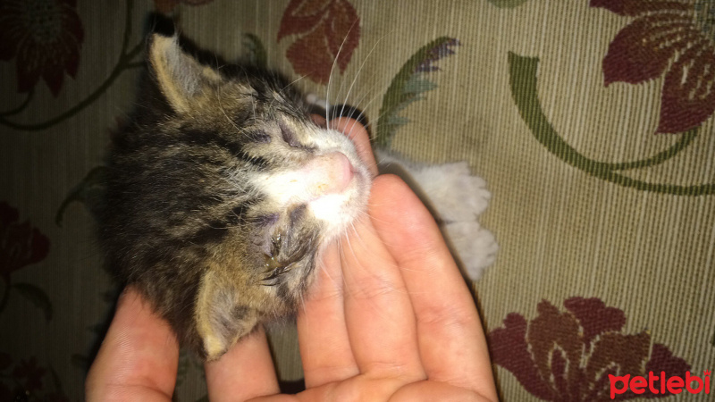 Chinchilla, Kedi  Garip fotoğrafı
