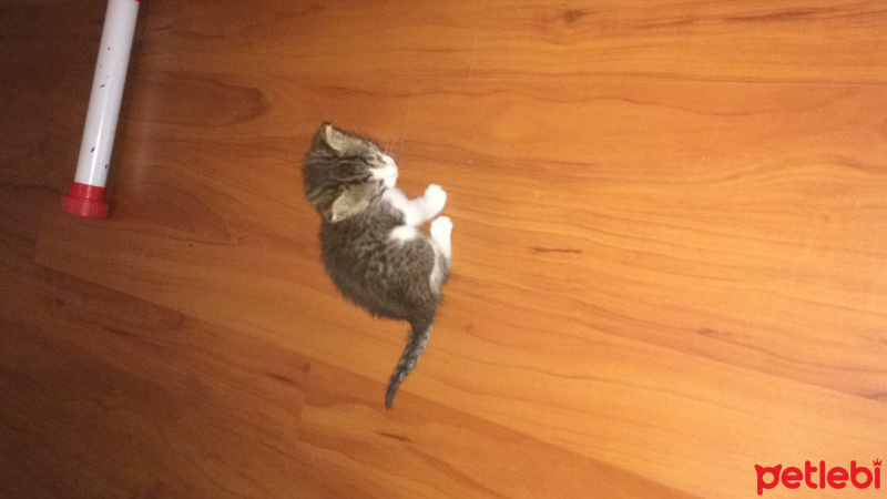 Chinchilla, Kedi  Garip fotoğrafı