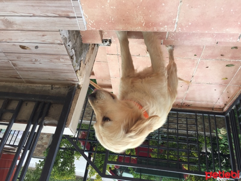 Golden Retriever, Köpek  Şila fotoğrafı