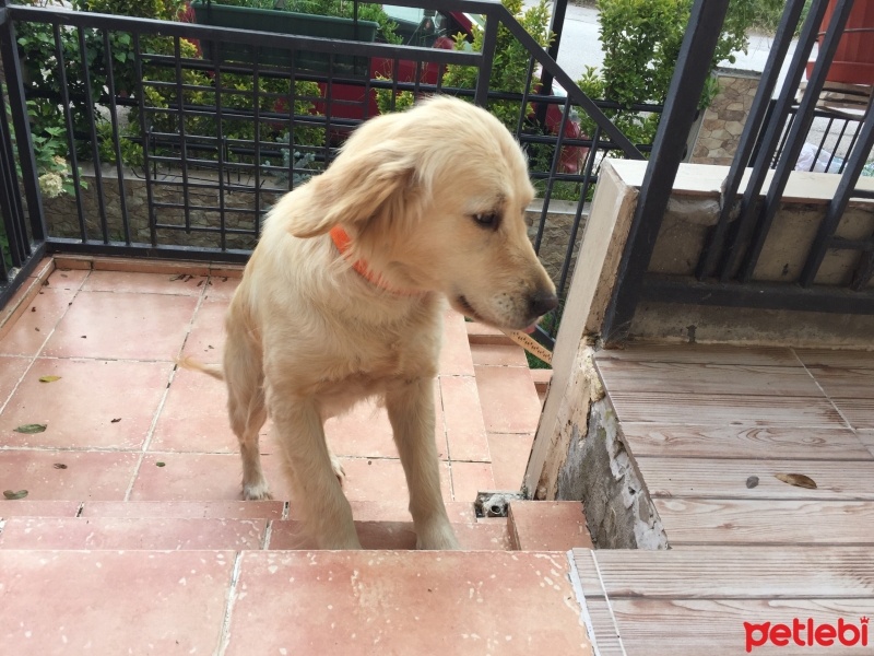 Golden Retriever, Köpek  Şila fotoğrafı