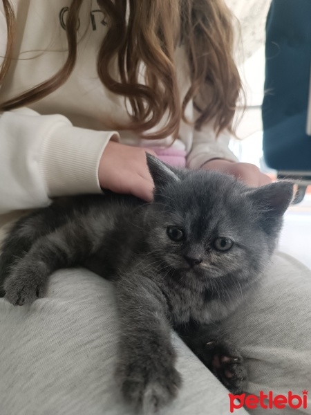 British Longhair, Kedi  Miya fotoğrafı