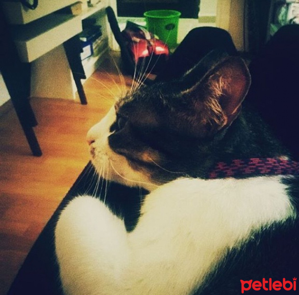 Tekir Kedi, Kedi  Bıdık  fotoğrafı