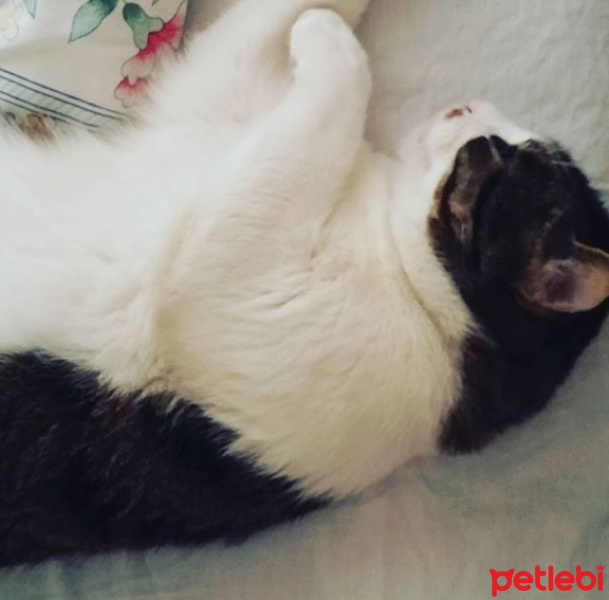 Tekir Kedi, Kedi  Bıdık  fotoğrafı