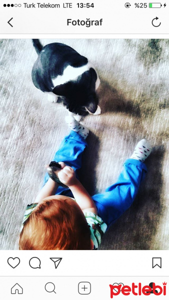 Tekir Kedi, Kedi  Bıdık  fotoğrafı