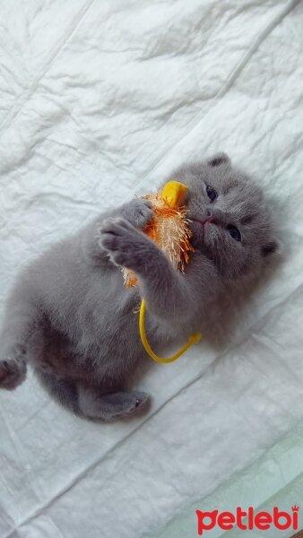 Scottish Fold, Kedi  Badem fotoğrafı