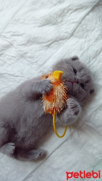 Scottish Fold, Kedi  Badem fotoğrafı