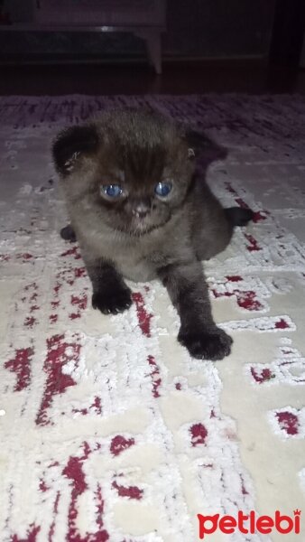 Scottish Fold, Kedi  Badem fotoğrafı