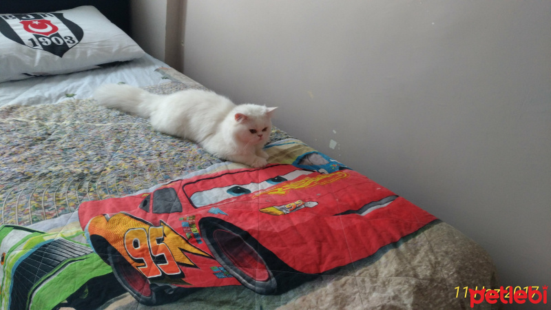 Chinchilla, Kedi  Poncik fotoğrafı