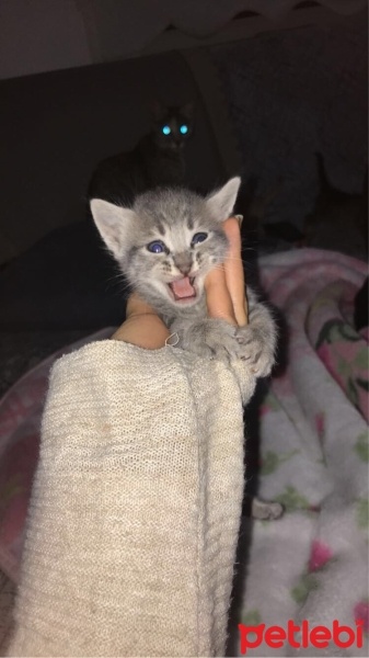 Tekir Kedi, Kedi  Suzi fotoğrafı