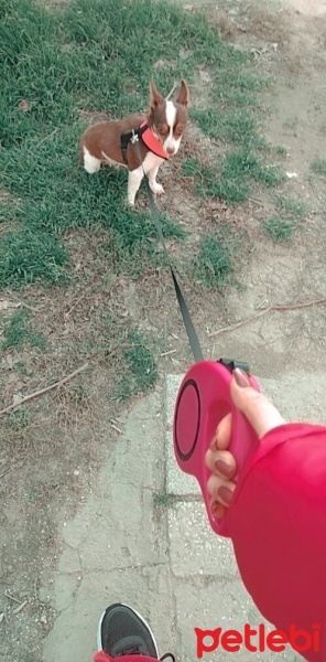 Chihuahua, Köpek  Maya fotoğrafı