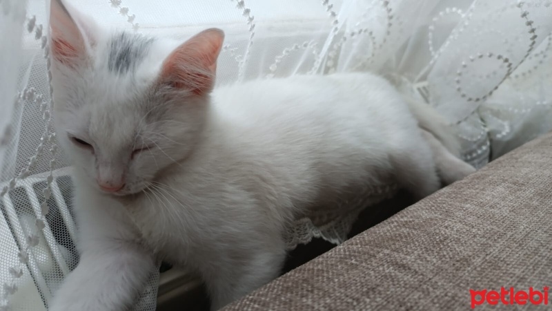 Tekir Kedi, Kedi  Pamuk fotoğrafı