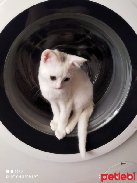 Tekir Kedi, Kedi  Pamuk fotoğrafı