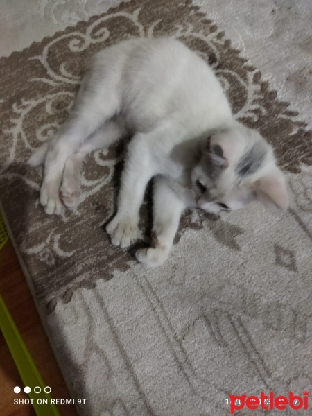 Tekir Kedi, Kedi  Pamuk fotoğrafı
