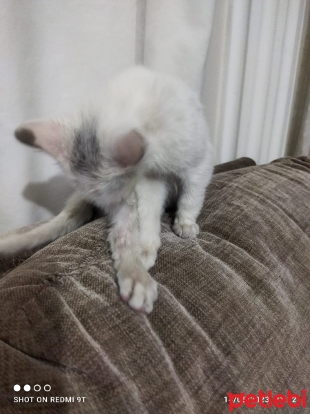 Tekir Kedi, Kedi  Pamuk fotoğrafı