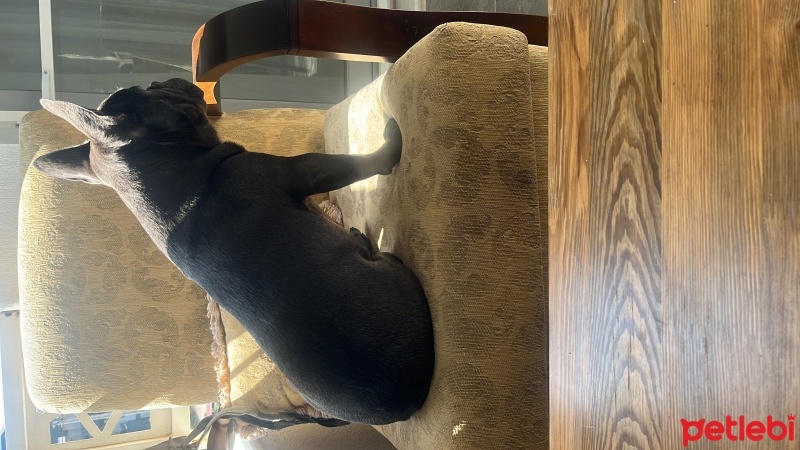 Fransız Bulldog, Köpek  Ares fotoğrafı