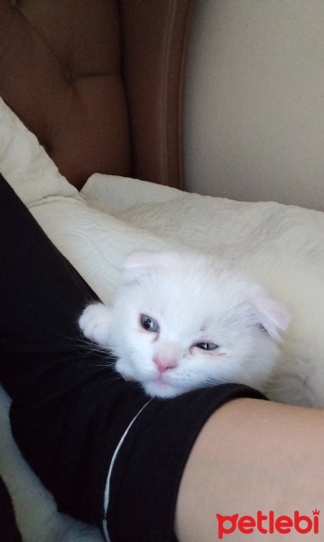 Scottish Fold, Kedi  Boncuk fotoğrafı
