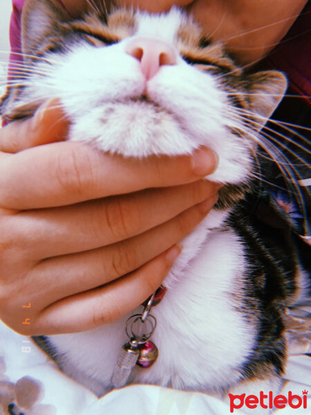 European Shorthair, Kedi  Boncuk fotoğrafı