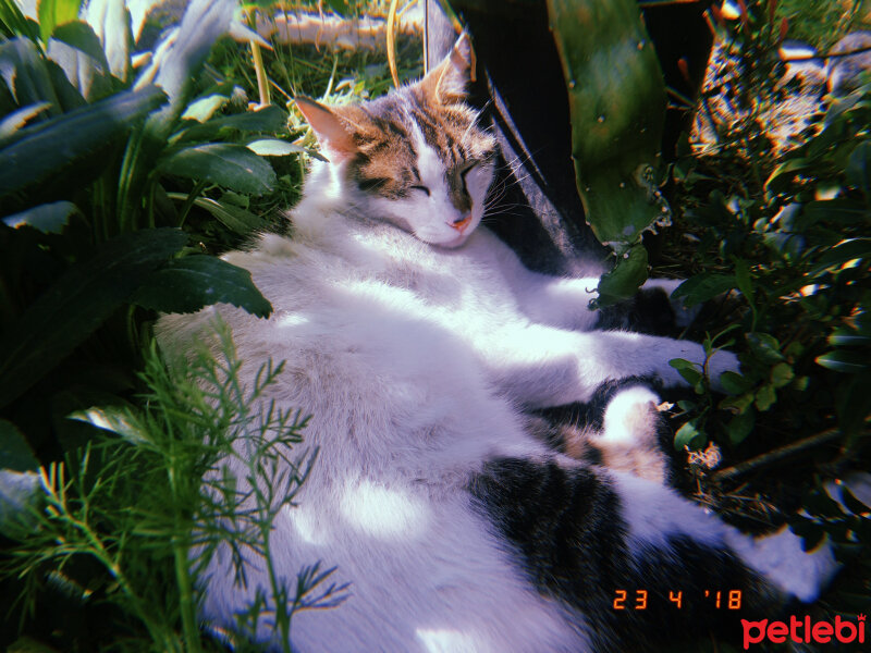 European Shorthair, Kedi  Boncuk fotoğrafı