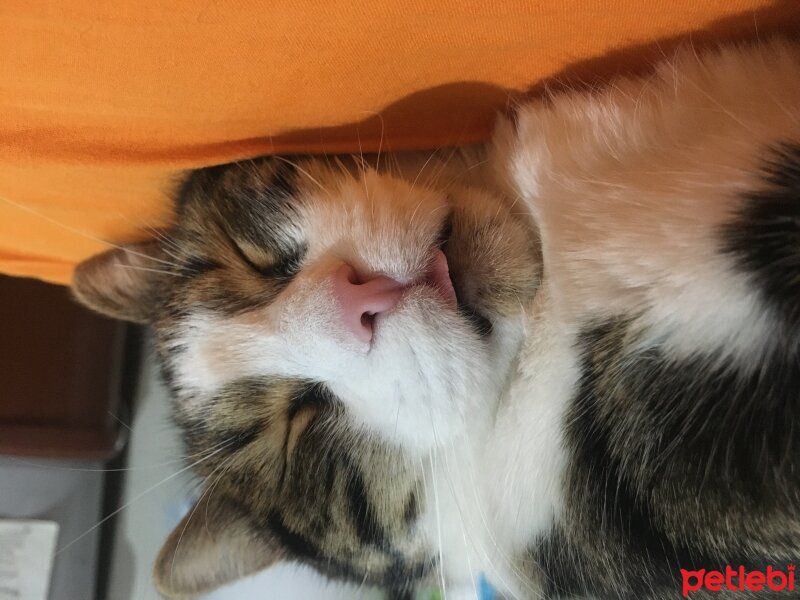 European Shorthair, Kedi  Boncuk fotoğrafı