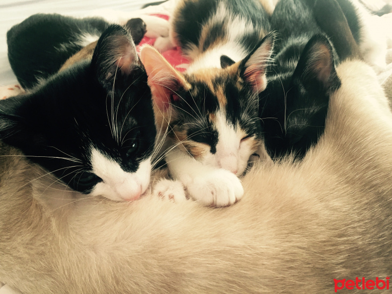 Tekir Kedi, Kedi  Turşu , fadıl, Naciye  fotoğrafı