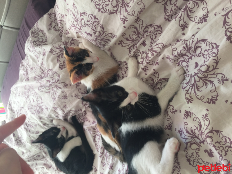 Tekir Kedi, Kedi  Turşu , fadıl, Naciye  fotoğrafı