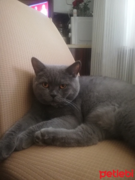 Brazilian Shorthair, Kedi  Bulut fotoğrafı