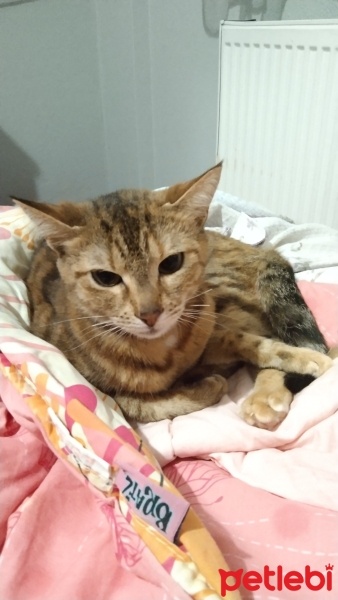Tekir Kedi, Kedi  Bihter fotoğrafı