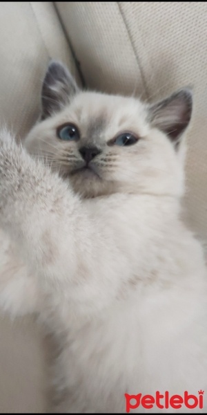 Ragdoll, Kedi  Kontes fotoğrafı