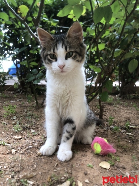 Tekir Kedi, Kedi  Minik fotoğrafı