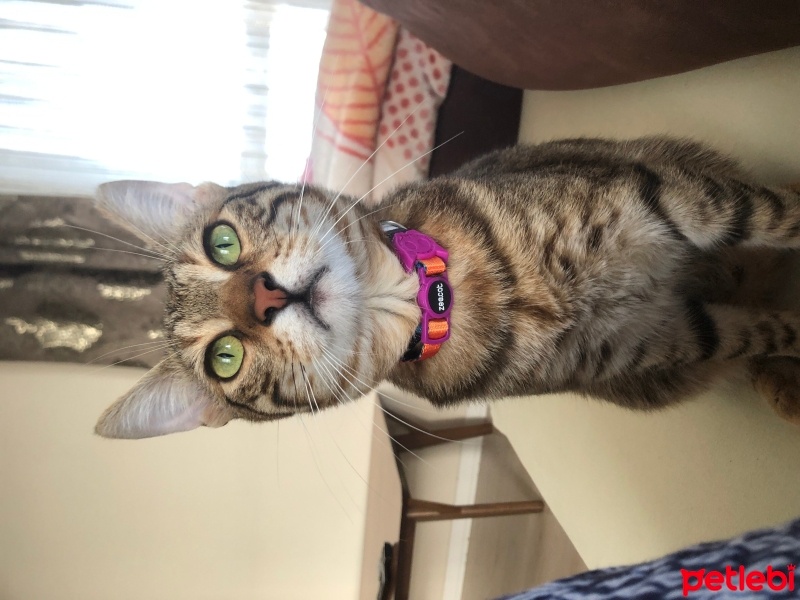 Tekir Kedi, Kedi  Marshall fotoğrafı